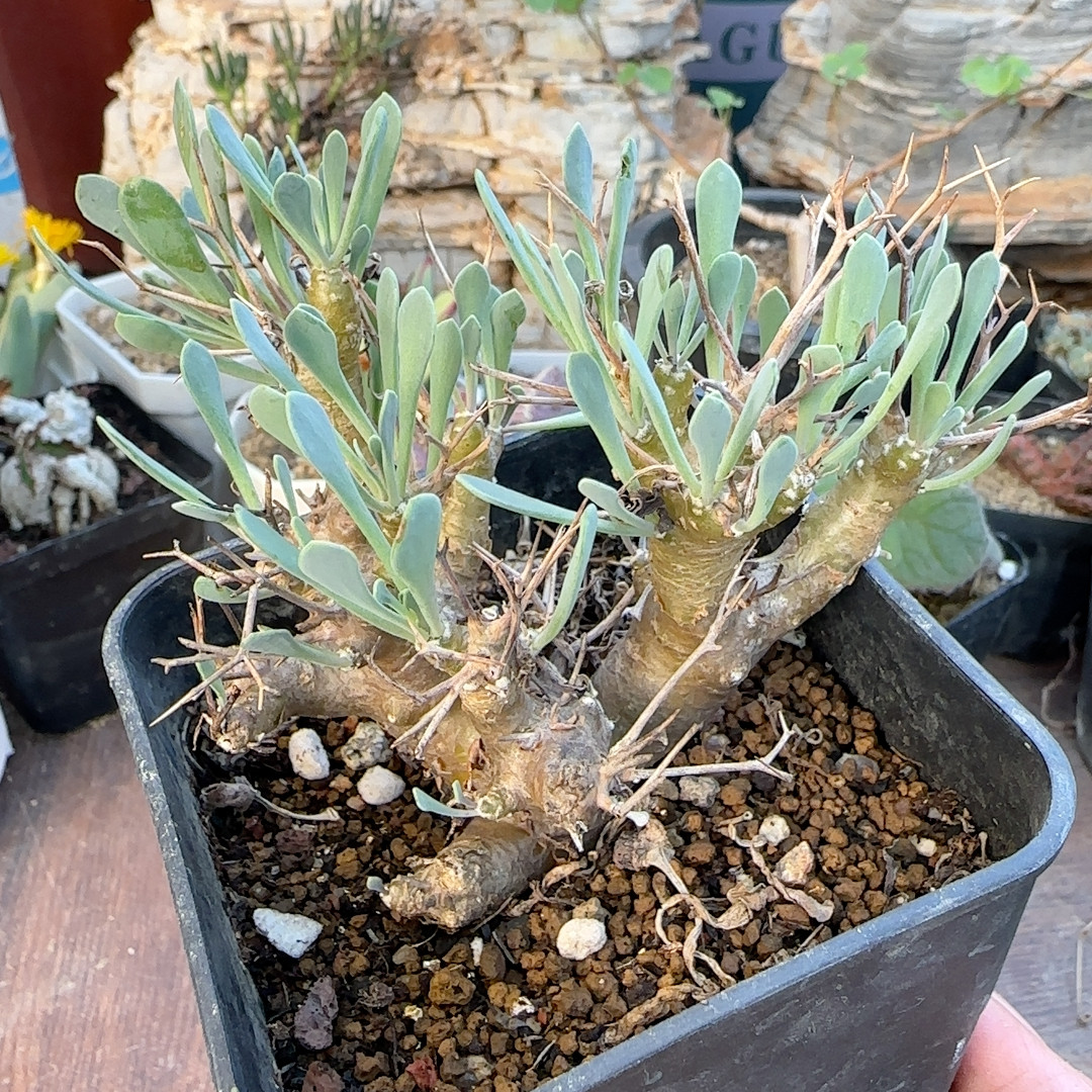 4年黑鬼殿块根