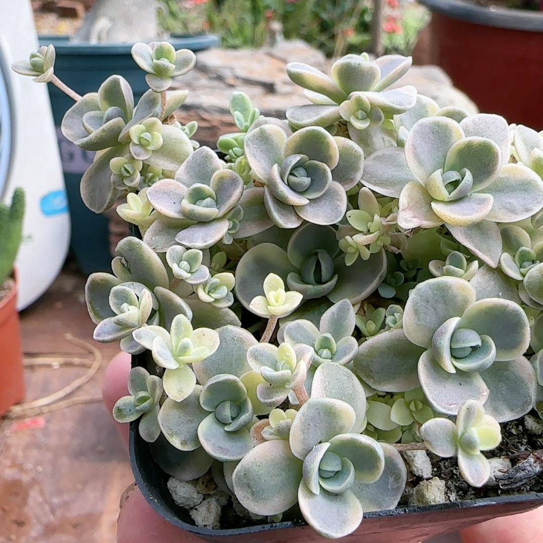 子持莲花锦