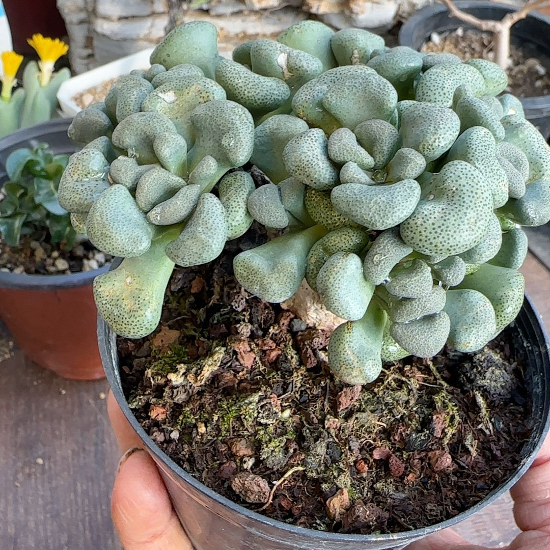唐扇五年块根桩