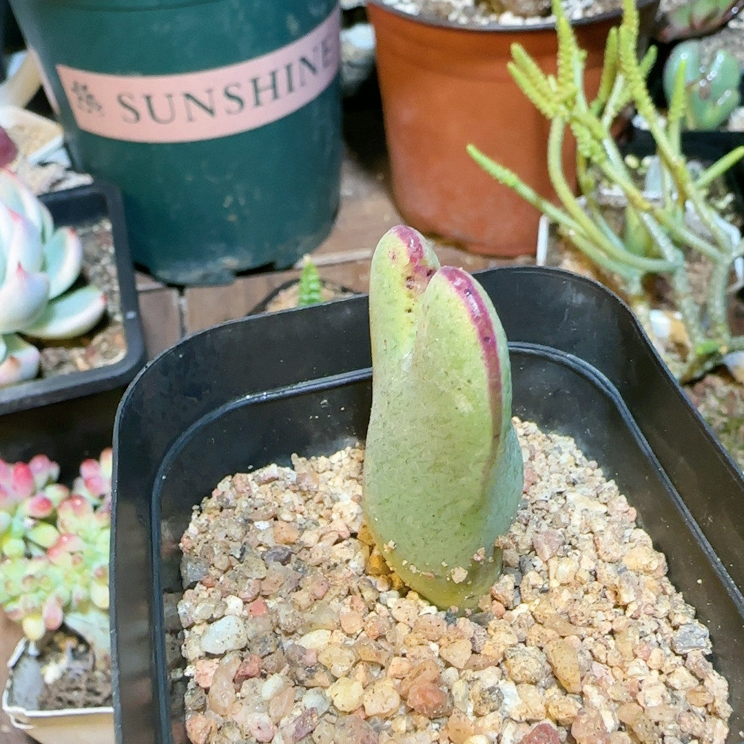 红粗边大枪少将,鲜花速递/花卉仿真/绿植园艺,多肉植物,淘宝优惠券,粉丝福利购,淘宝优惠卷