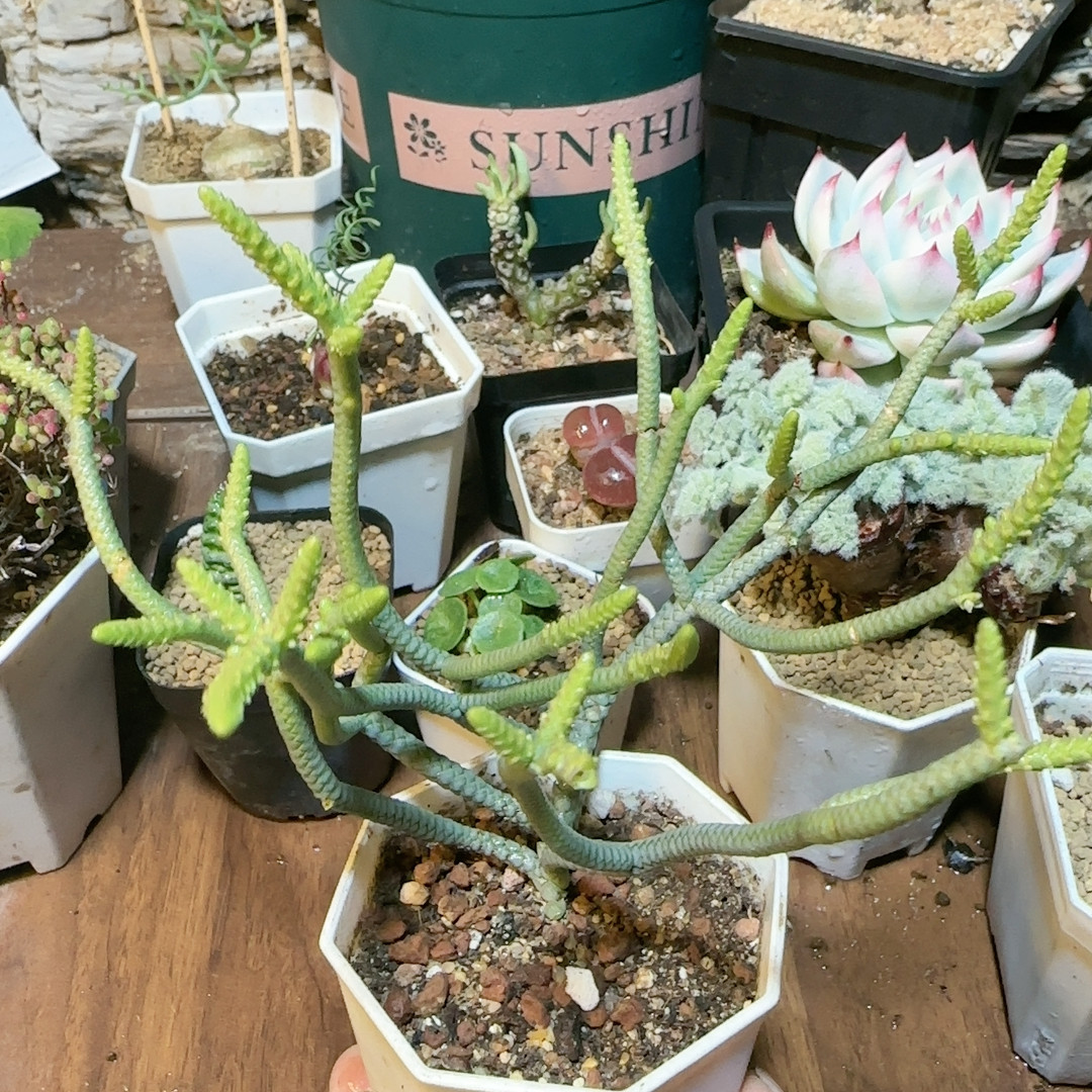 银龙,鲜花速递/花卉仿真/绿植园艺,多肉植物,淘宝优惠券,粉丝福利购,淘宝优惠卷