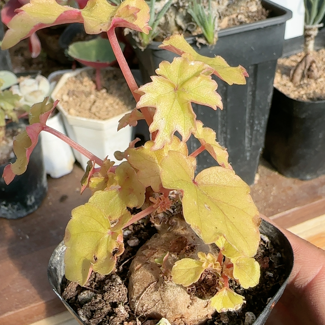 3.7cm块根开普敦秋海棠