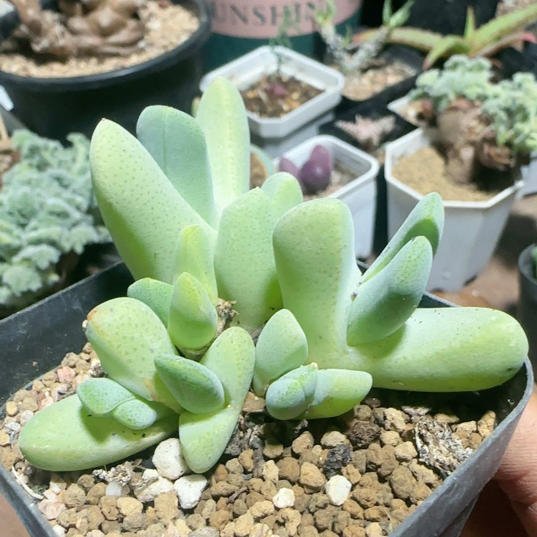 大虾,鲜花速递/花卉仿真/绿植园艺,多肉植物,淘宝优惠券,粉丝福利购,淘宝优惠卷