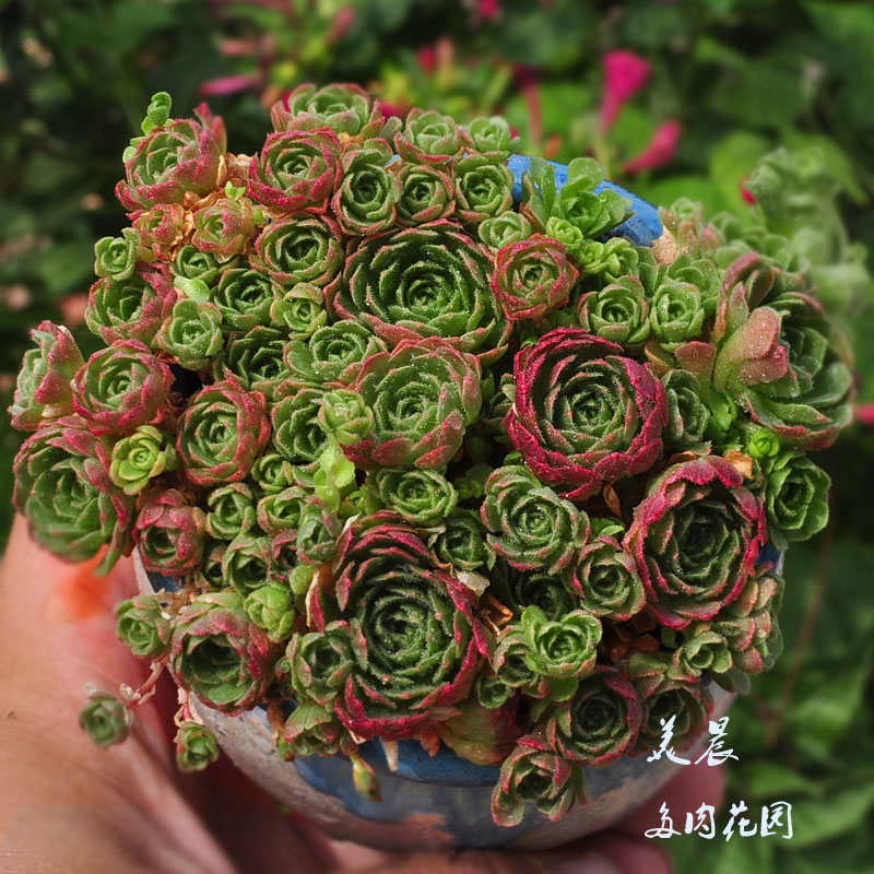 绿植花卉盆栽多肉植物特价