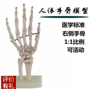 快速发货人体手骨模型手关节可活动手指腕骨散骨U游离仿真塑胶骨