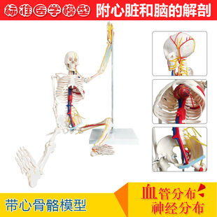 进口正品85CM人体骨骼脊神经心脏血管解剖肌肉医学可活动支架模型
