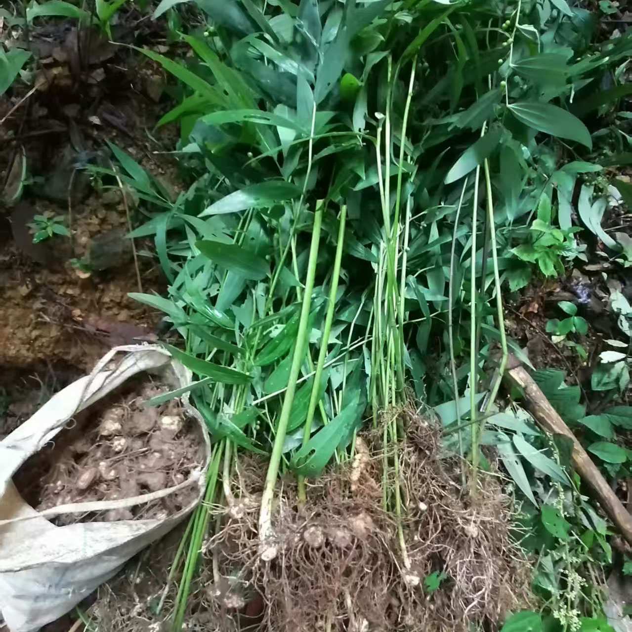广西深山老林黄精黄姜老年份新鲜现挖现发包邮
