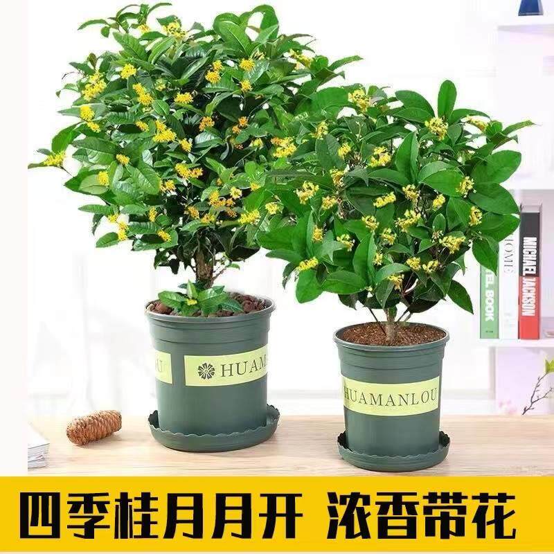 四季桂花浓香型盆栽带花苞好养树苗金桂室内庭院地栽阳台绿植花卉