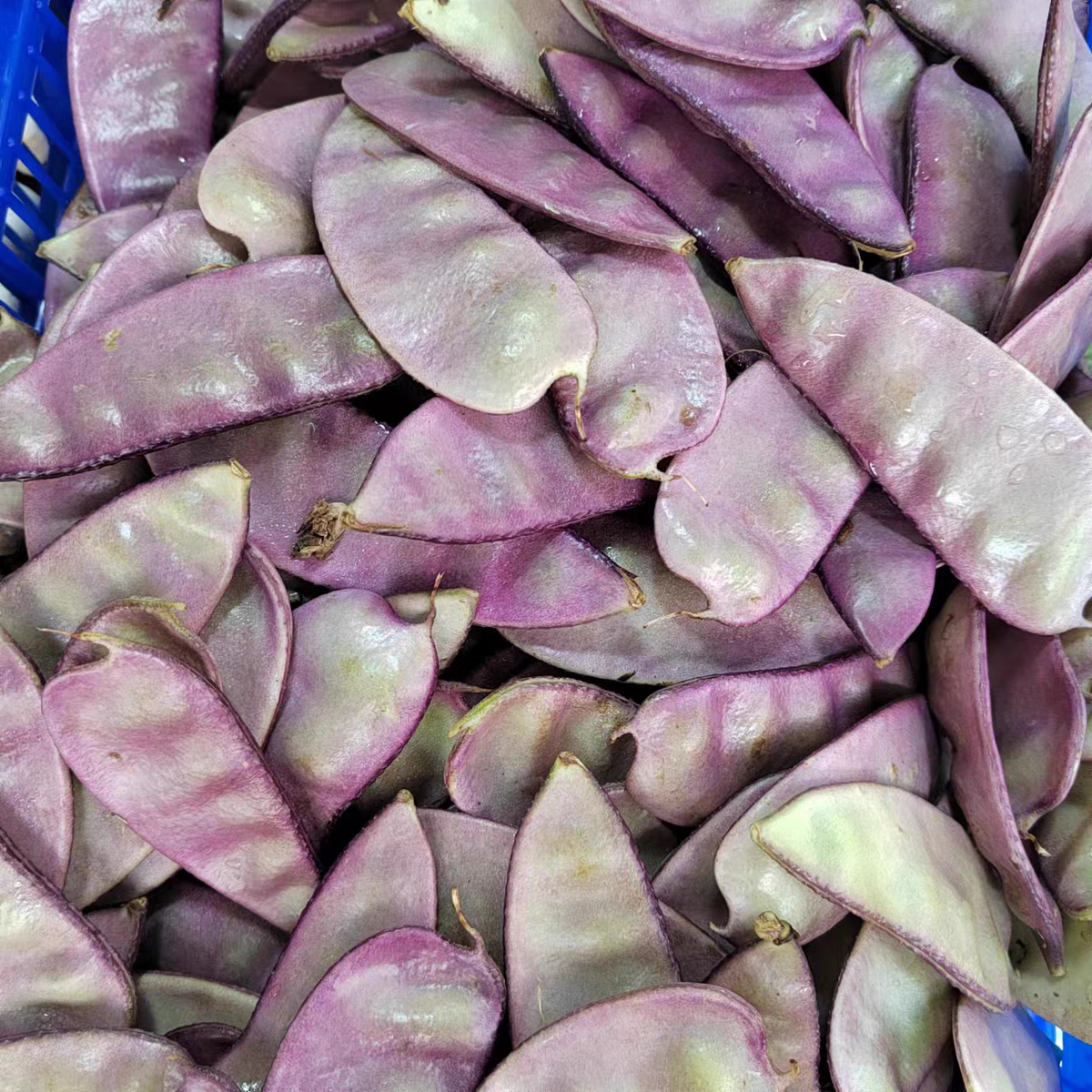 贵州农家自种泥巴豆牛角豆紫色扁豆时令蔬菜扁豆新鲜鹅米豆新鲜
