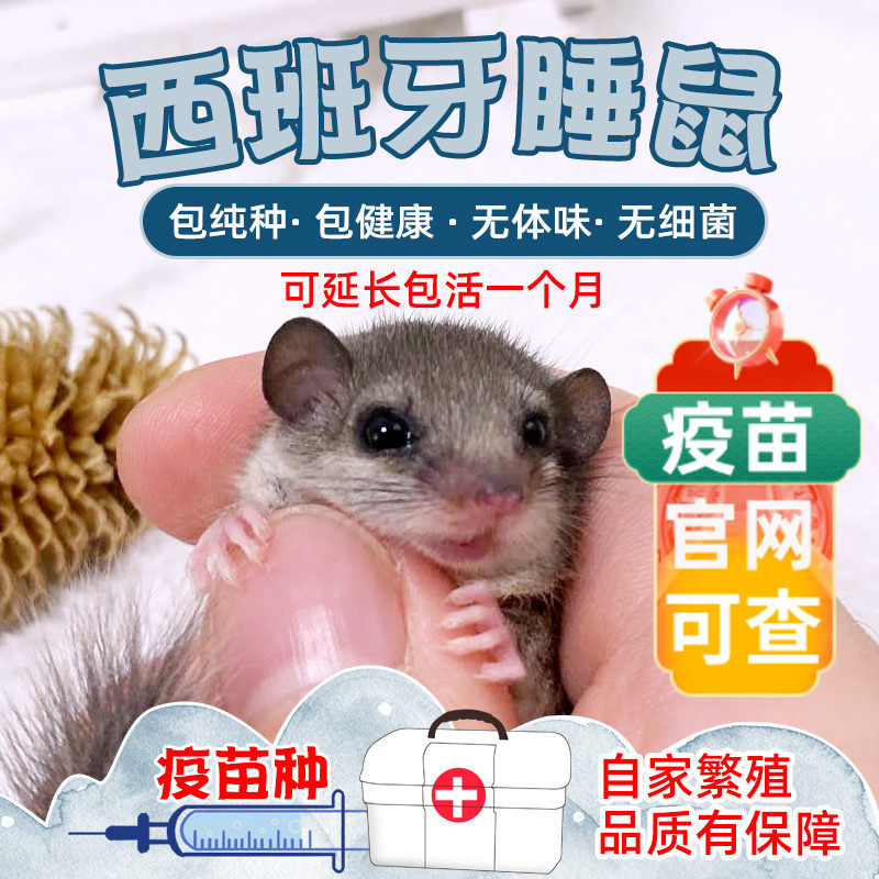 疫苗种西班牙睡鼠幼崽活体睡鼠宠物迷你拇指鼠宠物抖音同款带证书_虎窝淘