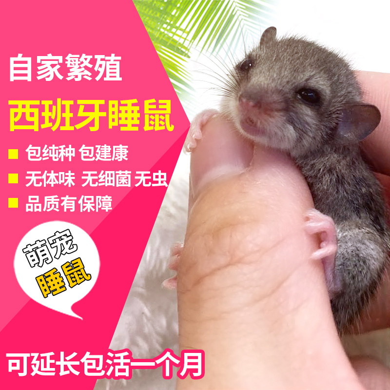 西班牙睡鼠幼崽宠物活体拇指睡鼠活体微型龙猫学生宿舍好养小活物