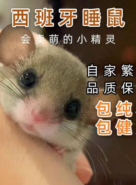 西班牙睡鼠活体小睡鼠宿舍宠物鼠