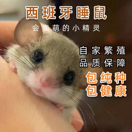 学生宠物西班牙睡鼠幼崽活体小睡鼠宠物迷你拇指鼠小宠物抖音同款