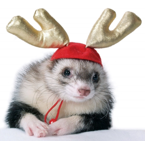 玛雪儿雪貂活体宠物貂活体服饰装饰牵引绳帽子衣服裙子