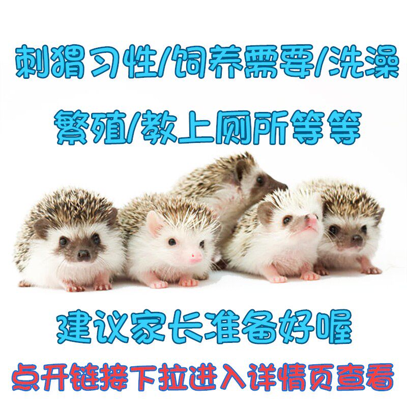 刺猬习性饲养温度/需要饲养用品/上厕所/洗澡都有（下拉详情页）