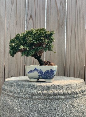 石化桧小品绿植盆景盆栽