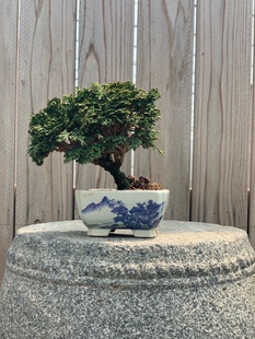 石化桧小品绿植盆景盆栽