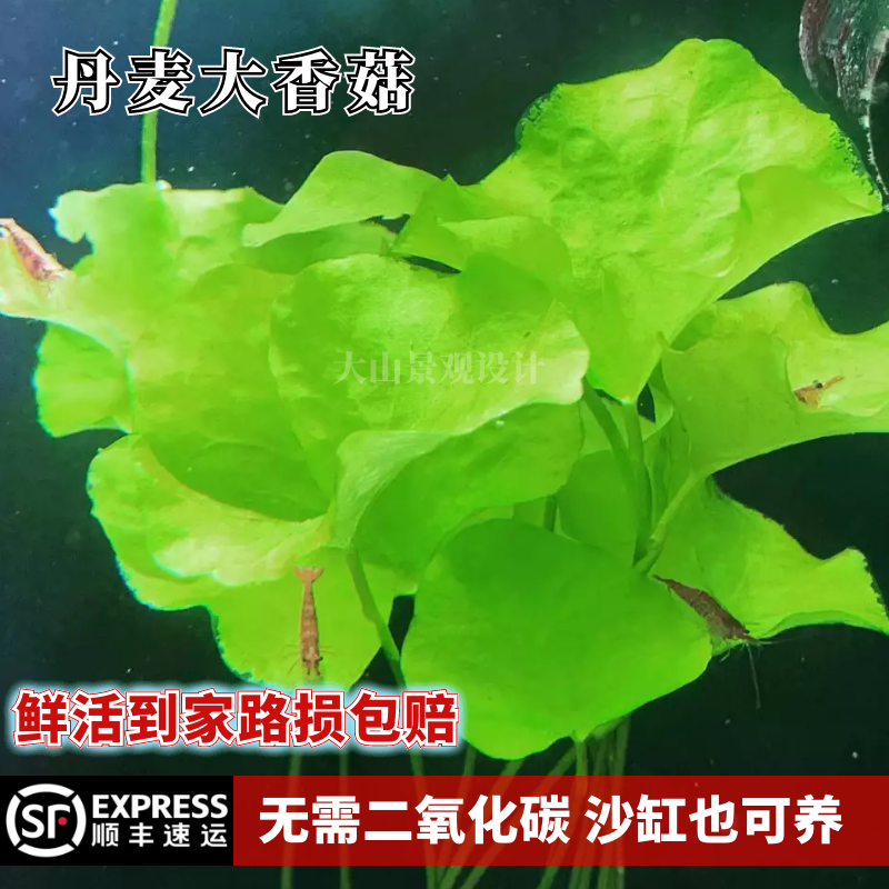 丹麦大香菇迷你小香菇中后景鱼缸繁殖水草造景阴性无需CO2   淡水