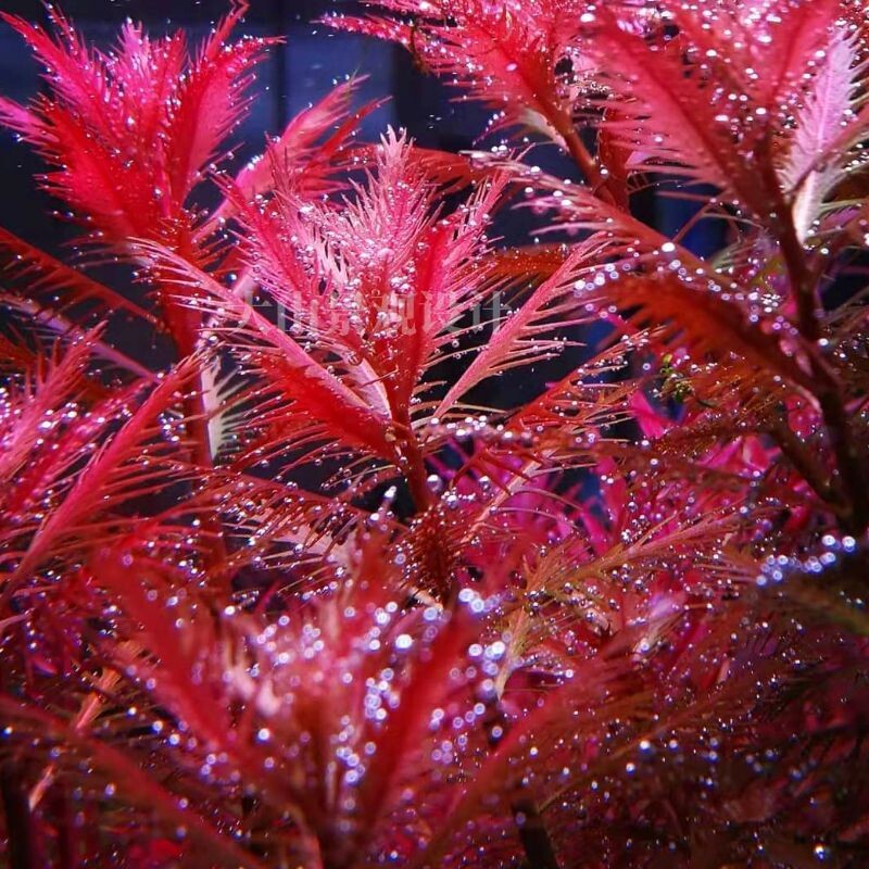 红雨伞红色水草鱼缸造景经典常用中后景自养水下叶有茎类淡水包邮
