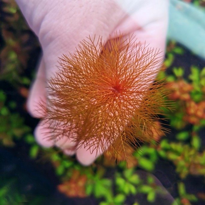 红千层红狐尾藻有茎后景新手入门羽毛水草鱼缸造景水下叶淡水包邮