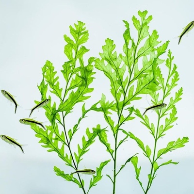 正宗黑木水草鱼缸造景无需