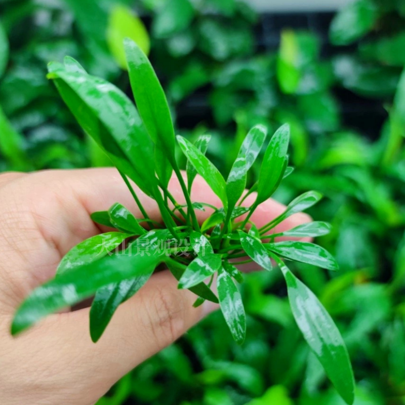 泰国青椒中前景阴性水草无需二氧化碳鱼缸装饰造景自养水下叶包邮