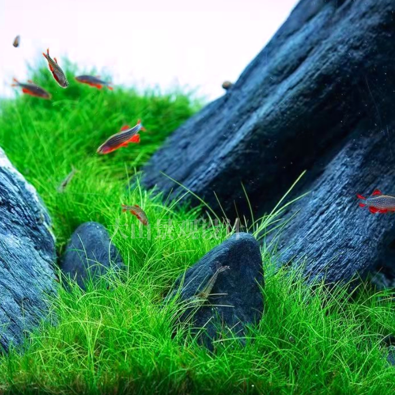 迷你牛毛 水草大草原前景草坪鱼缸 日本ada造景 无菌杯 淡水 包邮