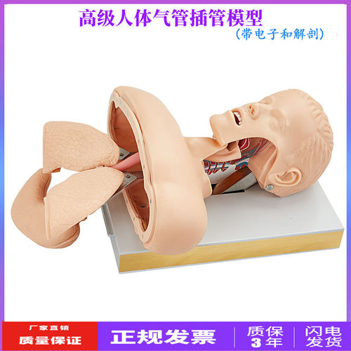 气管插管模型带解剖可视