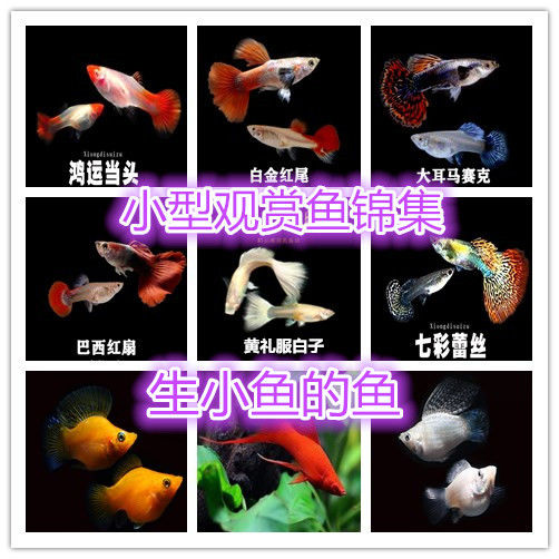 热带观赏鱼热带胎生鱼孔雀凤尾米奇黑玛丽球清道夫孔雀鱼活体包邮在类目 宠物/宠物食品及用品, 水族世界, 鱼中 - 来自Buy2taobao.com提供专业的淘宝代购服务