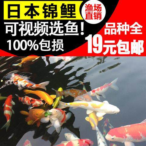 锦鲤观赏鱼金鱼红白大正三色黄金龙凤丹顶白金黑锦鲤秋孔雀活体|ruв категории животное/Животное питание и принадлежностей, аквариум мира, рыба - от Buy2taobao.com для оказания профессиональной услуги покупки агента Taobao
