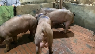 新美系杜洛克种公猪鲜精（育种级）