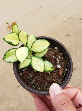 烧麦内锦球兰 修斯科尔内锦球兰 修斯科尔 内锦球兰 （珍惜品种）