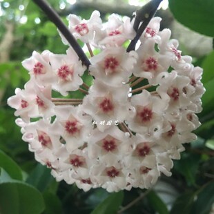 盆栽匍匐球兰、杂交匍匐 带花梗球兰 爆盆 Hoya cv. mathilde