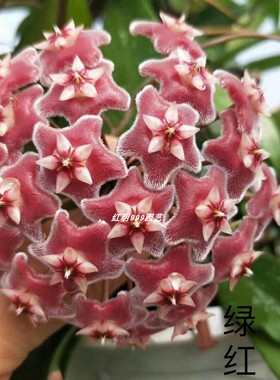 绿植攀爬植物 绿红球兰大苗大花 爆盆当年开花 Cymbidium viride