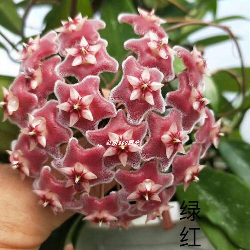绿叶红花球兰耐寒耐热耐阴勤花