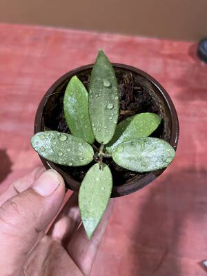 玉女球兰观叶美叶高斑全斑耐寒