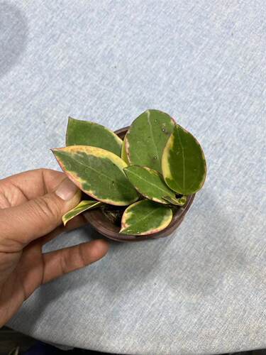 帕拉外锦球兰观叶观花珍稀品种