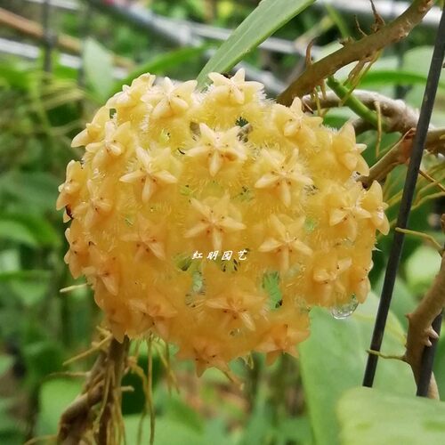 棉德岛黄火球黄色花球兰正黄色
