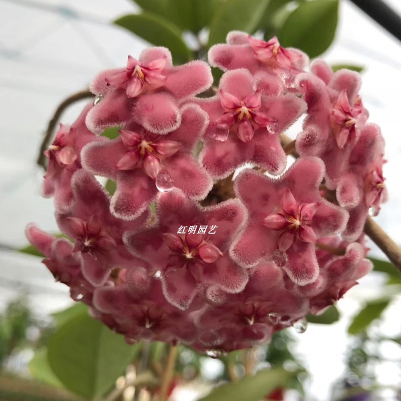 银粉球兰大花浓香阳台垂吊植物