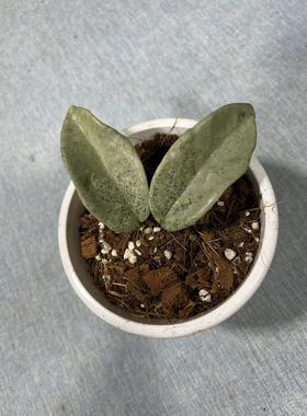 新灰鬼球兰/雪花鬼球兰 (Hoya Carnosa Nova Ghost) 高斑珍稀品种