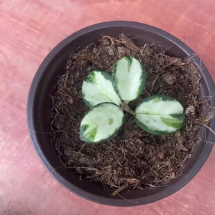 杂交匍匐内锦球兰Hoya Mathilde Variegata新品 耐寒耐热锦化美