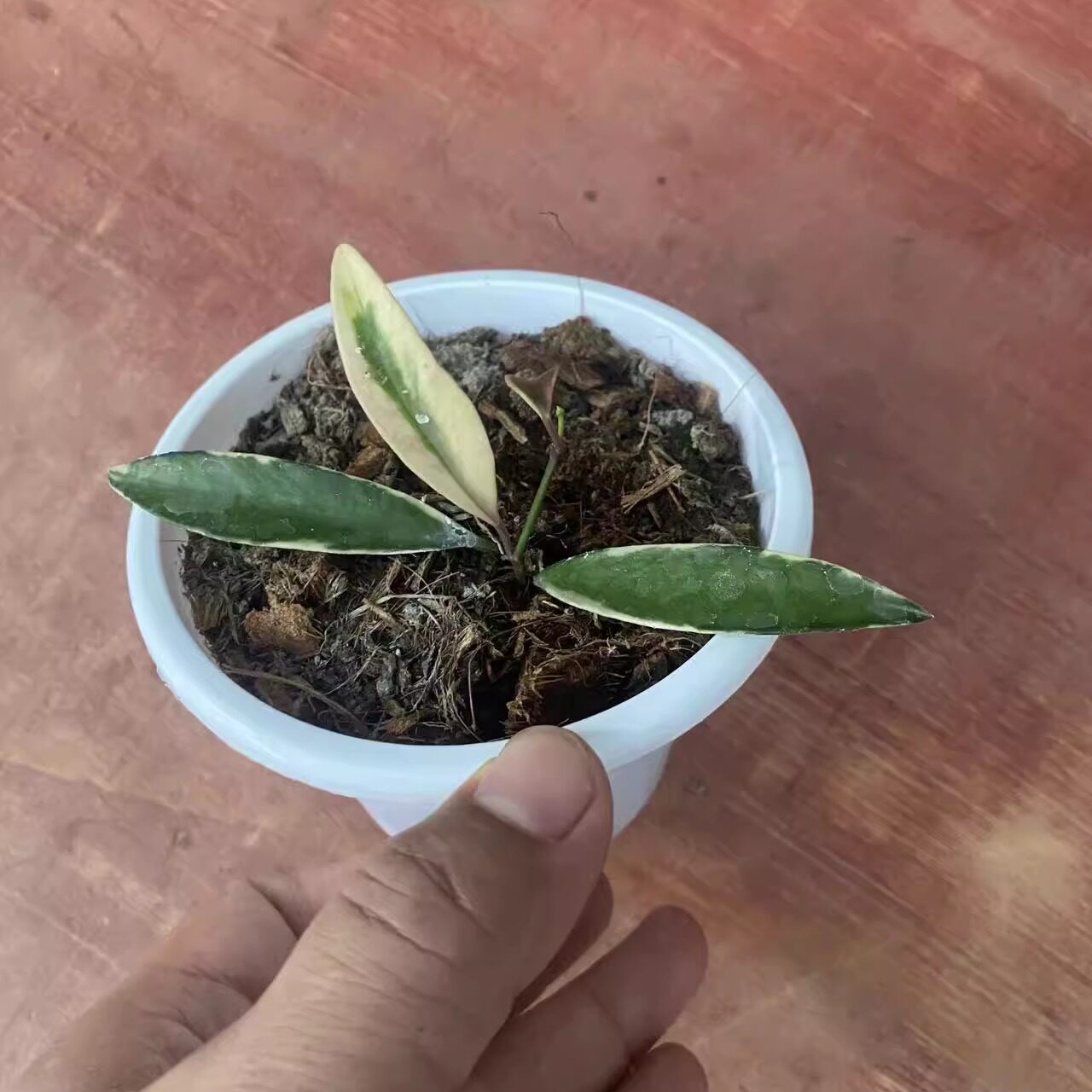 冰糖外锦   肯蒂亚（冰糖）外锦球兰Hoya kentiana‘lori Lynn’