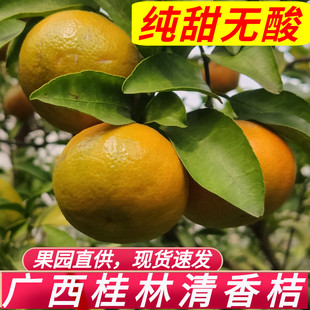 正宗广西桂林清香蜜桔当季清香茶橘子整箱新鲜水果巴西柑10斤青皮