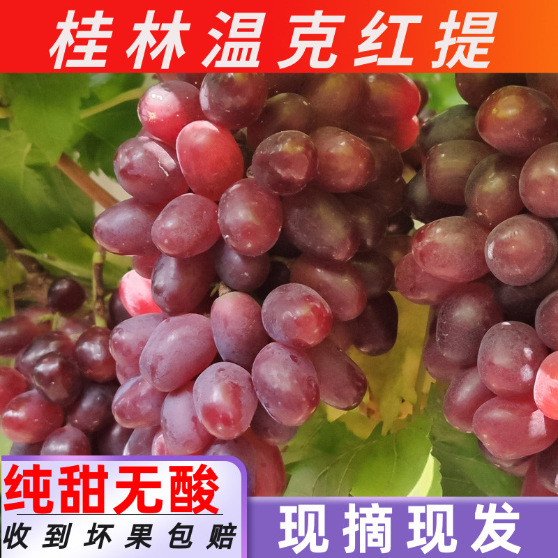 桂林新鲜提子纯甜无酸