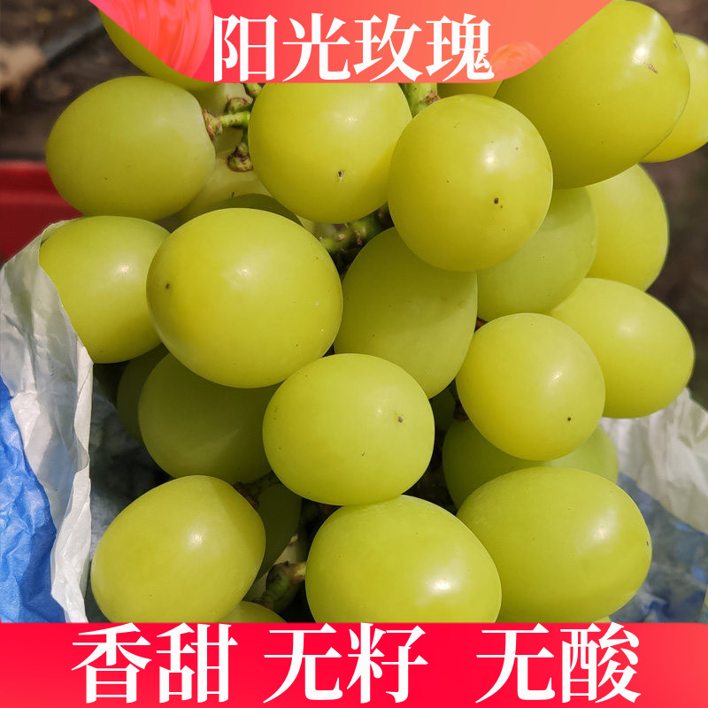广西桂林阳光玫瑰果园现摘现发