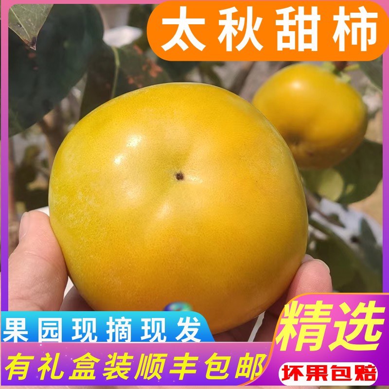 广西桂林甜柿脆脆甜甜无涩