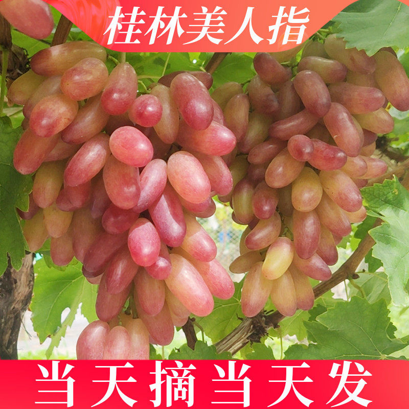 美人指红提一年只有这个季节有