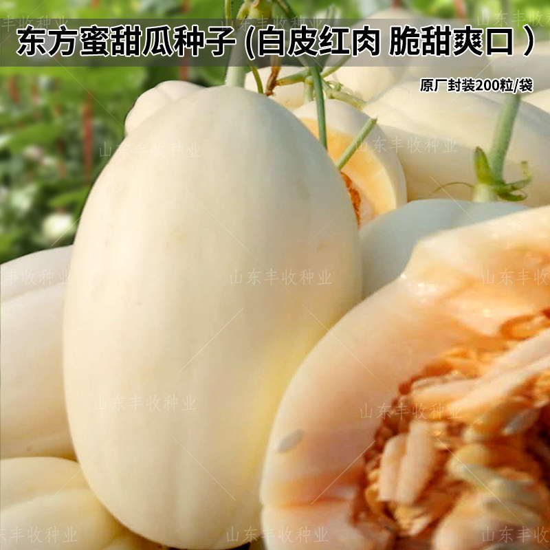 东方蜜一号甜瓜种子超甜正品种籽北方南方冰糖羊香瓜白皮红肉四季