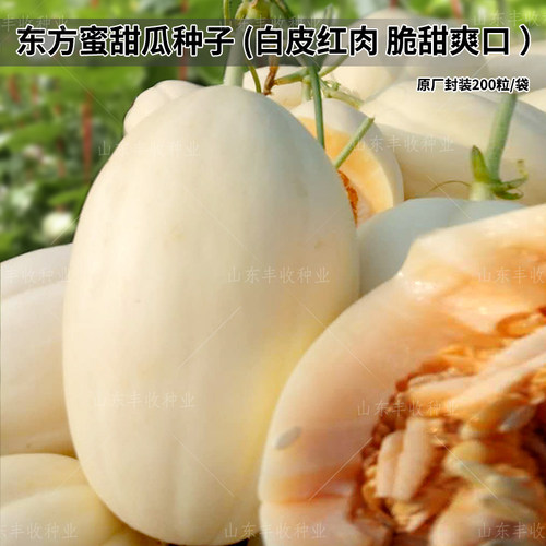 东方蜜正品白皮红肉四季甜瓜种子