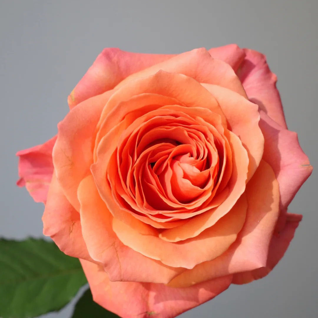 老花痴 香妃 新品玫瑰耐寒抗病绿植花卉盆栽勤花四季月季阳台庭院